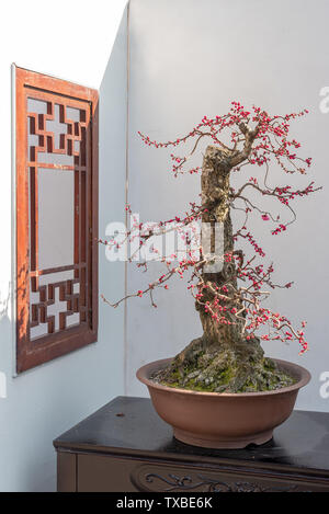 Chuan-style potted plant potted landscape Stock Photo