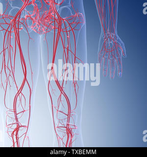 Leg Blood Vessels, Anatomical Illustration Stock Photo - Alamy