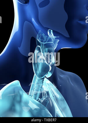 3d rendered medically accurate illustration of the human thyroid and larynx Stock Photo