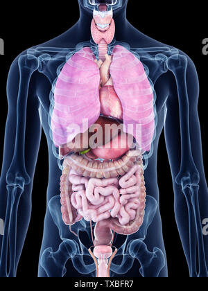 Medically Accurate Illustration Of The Human Organs Stock Photo - Alamy