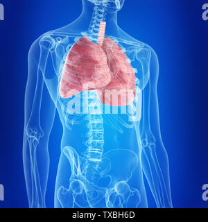3d rendered medically accurate illustration of the human lungs Stock Photo