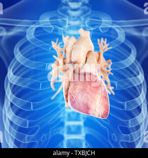 3d rendered medically accurate illustration of the healthy heart Stock Photo