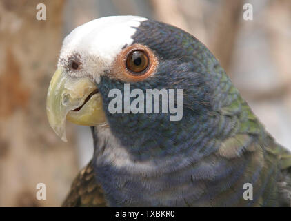 White-crowned parrot, (Pionus senilis), Las Cruces Biological Station ...