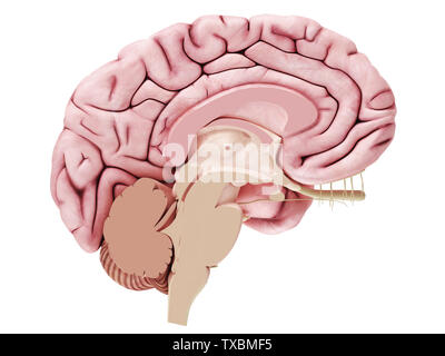 Illustration cross section of the brain Stock Photo - Alamy