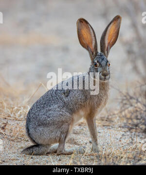 A beautiful black-tailed jackrabbit (Lepus californicus) or American desert hare sits in the sand of Borrego Springs, Californiaåç Stock Photo
