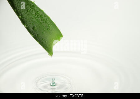 Fresh aloe vera Stock Photo
