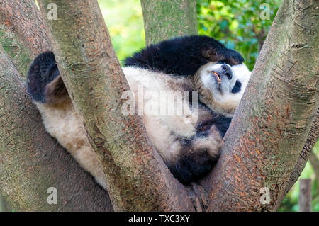 A lazy giant panda lying down. Stock Photo