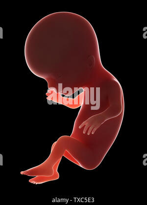 3d rendered medically accurate illustration of a fetus - week 14 Stock Photo