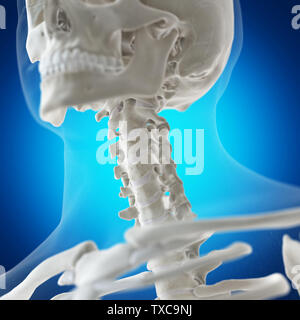 3d rendered medically accurate illustration of the skeletal neck Stock Photo