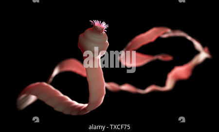 Illustration of a tapeworm in a human intestine. Tapeworms (Taenia sp ...