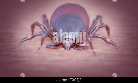 3d rendered illustration of a tick biting a human Stock Photo