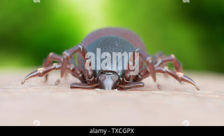 3d rendered illustration of a tick biting Stock Photo