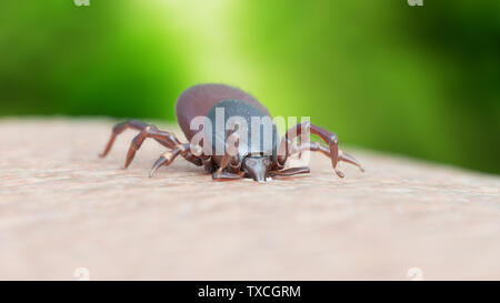 3d rendered illustration of a tick biting Stock Photo