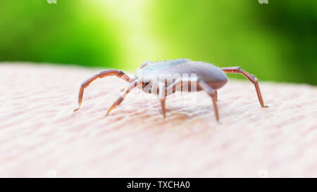 3d rendered illustration of a tick crawling on human skin Stock Photo