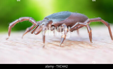 3d rendered illustration of a tick crawling on human skin Stock Photo