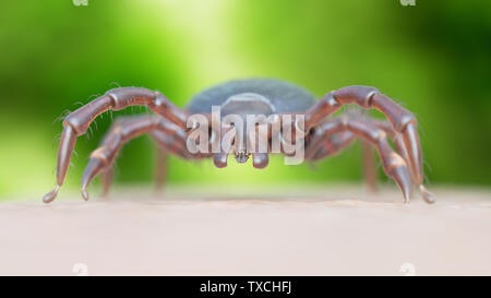 3d rendered illustration of a tick crawling on human skin Stock Photo