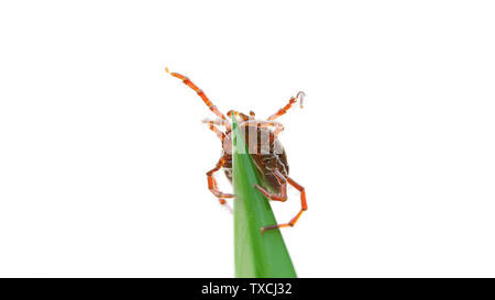 3d rendered illustration of a tick waiting on a grass blade Stock Photo