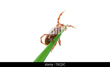 3d rendered illustration of a tick waiting on a grass blade Stock Photo