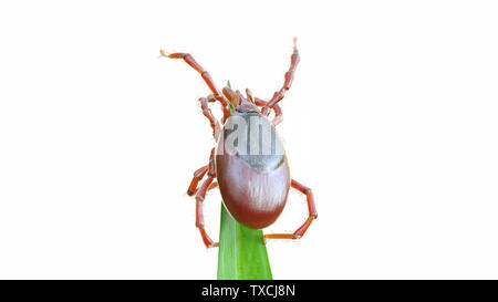 3d rendered illustration of a tick waiting on a grass blade Stock Photo