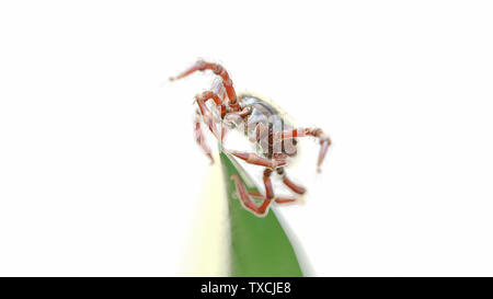 3d rendered illustration of a tick waiting on a grass blade Stock Photo