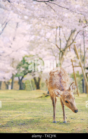 Nara park fawn cherry blossom Stock Photo - Alamy