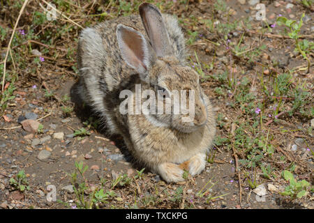 Wild Colorado cottontail rabbit or Sylvilagus floridanus resting in sunlight near green vegetation Stock Photo