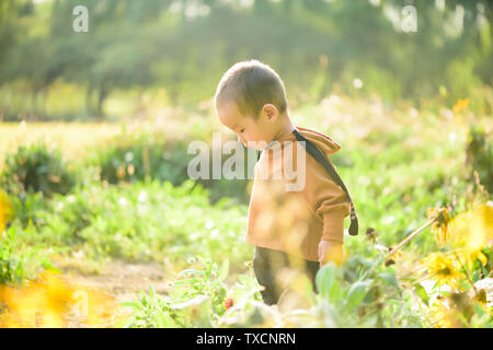 Little boy in the bushes Stock Photo
