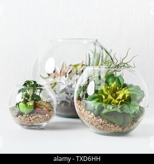 Glass florarium vases with succulent plants and small cactuses in pots on concrete background. Home indoor plants concept Stock Photo
