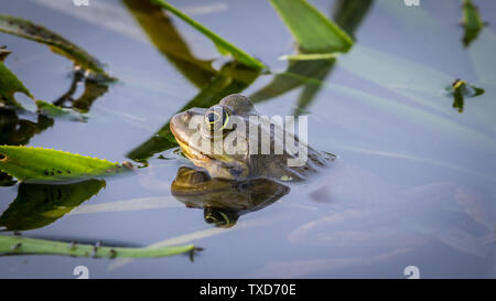 Close up of an isolated Tod in the pond- Danube Delta Romania Stock Photo