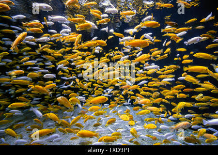 Three-lake cichlids at the aquarium. Stock Photo