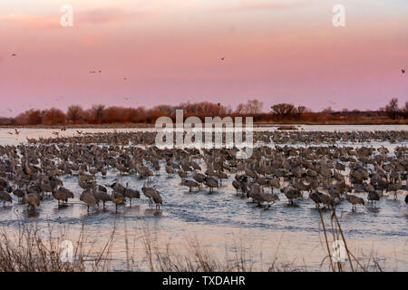 platte nebraska alamy cranes migration brings antigone sandhill canadensis thousands river spring north