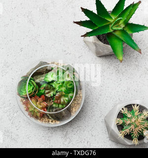 Glass florarium vases with succulent plants and small cactuses in pots on concrete background, top view. Green home decor concept Stock Photo