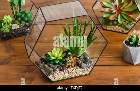 Geometric glass florarium vases with succulent plants and cactus on wooden table. Stock Photo