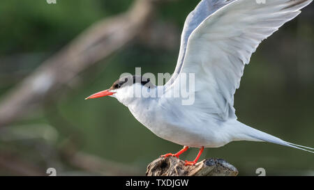 Close up of a beautiful isolated mature Common Tern Seagull bird Stock Photo