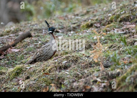 Koklass Pheasant male bird, Kedarnath Wildlife Sanctuary, Uttarakhand, India, Asia Stock Photo