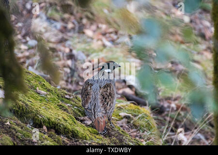 Koklass Pheasant male bird, Kedarnath Wildlife Sanctuary, Uttarakhand, India, Asia Stock Photo