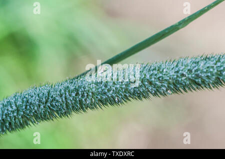 Drops of dew on fresh green grass. Macro view of green grass on a blurred green background. Water drops on a blade of grass. Stock Photo