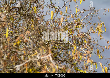 full frame detail shot showing lots of twisted hazel twigs at early spring time Stock Photo