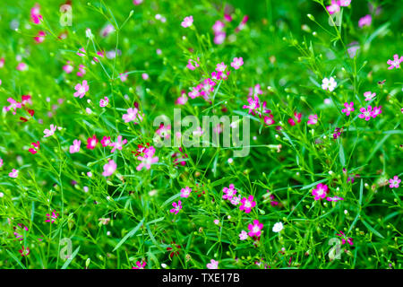 colorful beautiful pink gypsophila boutique flower in the garden Stock Photo