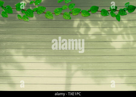 green leaves of Coatbuttons nature border and shadow plant tree on dry moss color wood background Stock Photo