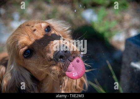 thirsty Dog puppy cocker spaniel while drinking water drops Stock Photo