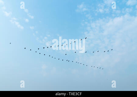 Flock of Cormorants over the Ganges river at sunrise, Allahabad Kumbh Mela, World’s largest religious gathering, Uttar Pradesh, India Stock Photo