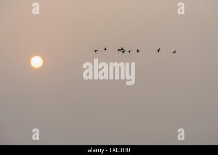 Flock of Cormorants over the Ganges river at sunrise, Allahabad Kumbh Mela, World’s largest religious gathering, Uttar Pradesh, India Stock Photo