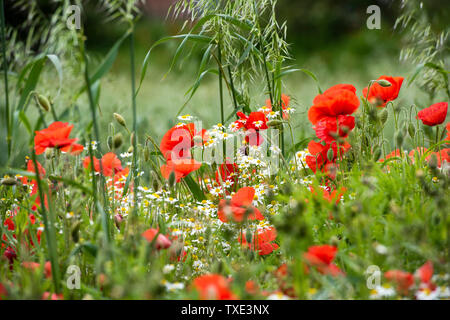 A field of Poppies and Daisies in Bingham, Nottinghamshire England UK Stock Photo