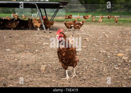 Free range Isa Brown chicken farm showing hen scratching in dirt with many chickens in background Stock Photo
