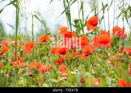 A field of Poppies and Daisies in Bingham, Nottinghamshire England UK Stock Photo