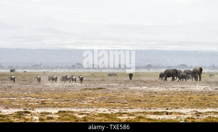 Elephants, wildebees, zebras, Kilimanjaro snow mountains under Amboseli National Park. Stock Photo