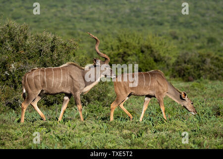Greater kudus, Tragelaphus strepsiceros, Addo Elephant National Park, South Africa Stock Photo