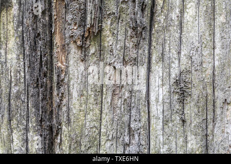 Ancient cypress bark texture Stock Photo