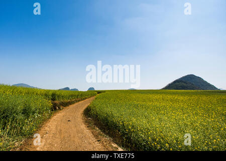 A fork in the rapeseed field. Stock Photo